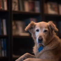 A portrait of a dog in a library, Sigma 85mm f/1.4